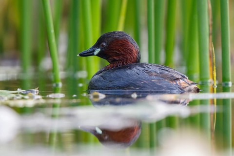 Little Grebe (Tachybaptus ruficollis), North Rhine-Westphalia, Germany