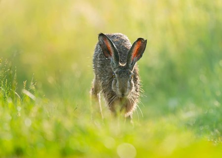 European hare (Lepus europaeus) running along a country lane, wildlife, Lower Saxony, Germany