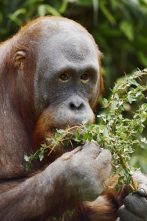 Bornean orangutan (Pongo pygmaeus), captive, occurring on Borneo