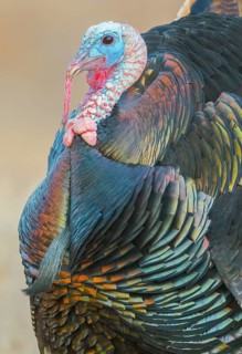 Wild Turkey (Meleagris gallopavo) male, California, USA