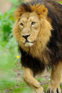 A lion with a magnificent mane walks through green nature, looking alert and majestic, Asiatic Lion