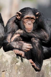 Chimpanzee (Pan troglodytes), juvenile, captive, occurrence in Africa, Malaysia