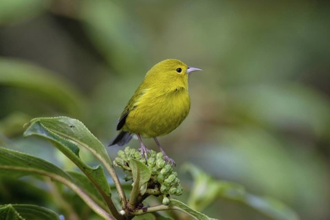Anianiau, Maguma parvus, Hawaiian Honeycreeper