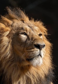 Asiatic Lion (Panthera leo persica), male, portrait, occurring in India, captive