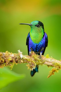 Purple-crowned woodnymph, Thalurania colombica fannyi, hummingbird in the Colombian tropical