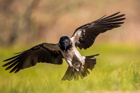 Hooded Crow (Corvus cornix) flying, Romania