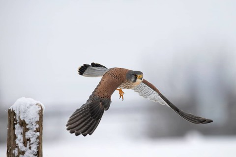 Kestrel (Falco tinnunculus) in the snow, Bitburg, Rhineland-Palatinate, Germany