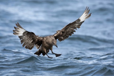 Great Skua (Stercorarius skua) landing, North Sea, Germany