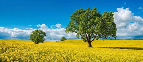 Large old solitary oaks in a blooming rapeseed field in spring under blue sky with cumulus clouds,