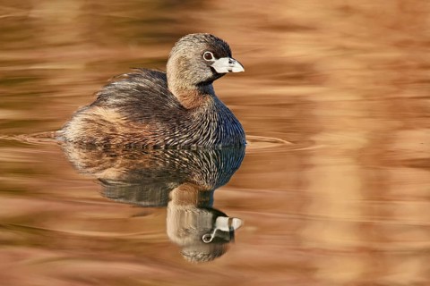 Pied-billed Grebe (Podilymbus podiceps), Arizona, USA