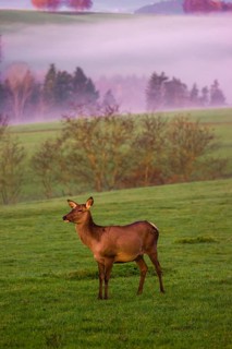 A female Altai maral, Altai wapiti or Altai elk (Cervus canadensis sibiricus) stands on a meadow in