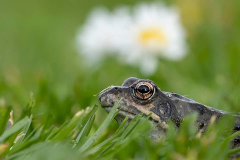 Common frog (Rana temporaria) adult amphibian on a garden grass lawn with daisy flowers in spring,