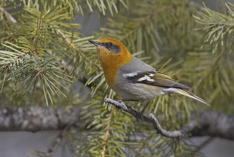 Olive Warbler (Peucedramus taeniatus) male, New Mexico, USA