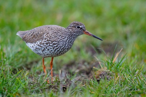 Common Redshank (Tringa totanus), Netherlands
