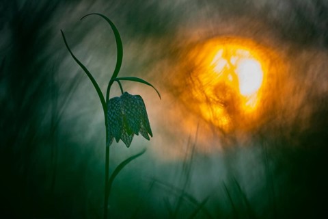 Snake's Head Fritillary (Fritillaria meleagris) at sunrise in a wet meadow in spring, Berne, Lower