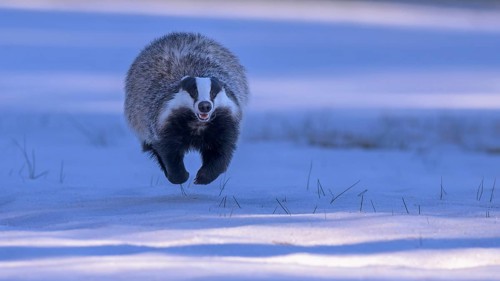 European badger (Meles meles), jumping in a snowy landscape in the last light, Swabian Alb