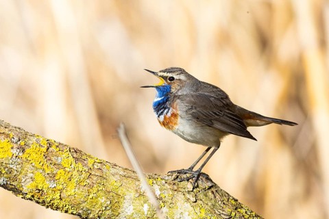 Bluethroat (Luscinia svecica cyanecula) ml Germany