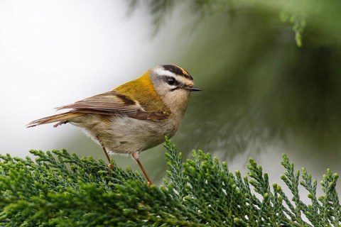 Common Firecrest (Regulus ignicapilla) Asturias, Spain