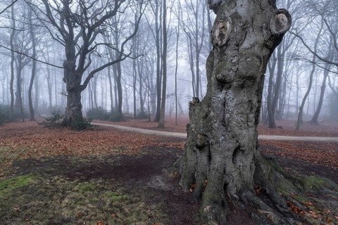 Beech forest (Fagus sylvatica) in the fog, Emsland, Lower Saxony, Germany
