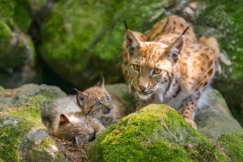Eurasian lynx (Lynx lynx) mother with her youngsters (cubs) lying on a rock in a forest, Bavaria,