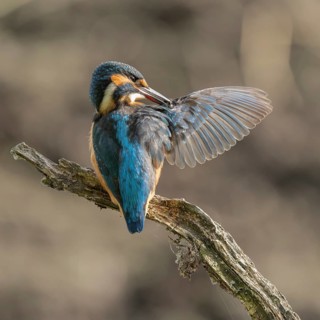 Kingfisher (Alcedo atthis) sitting on an old branch, perch with outstretched wings during plumage