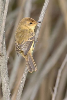 Warbling Doradito (Pseudocolopteryx flaviventris), Santo Domingo, Chile