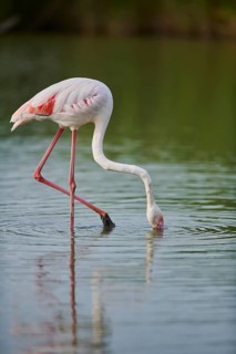 Greater Flamingo (Phoenicopterus roseus) walking in the water, Parc Naturel Regional de Camargue,