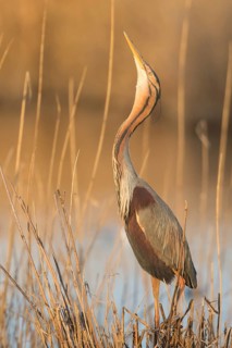 Purple Heron (Ardea purpurea) male, Baden-Wuerttemberg, Germany