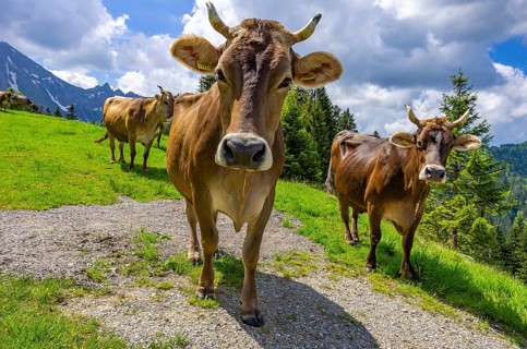 Brown cattle with properly attached ear tags graze on an alpine pasture in the Swiss Alps near