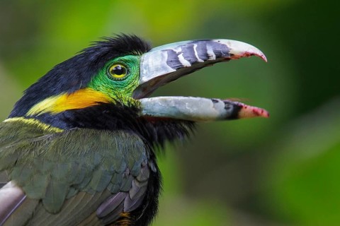 Spot-billed Toucanet (Selenidera maculirostris) feeding on palm fruits in the Atlantic rainforest
