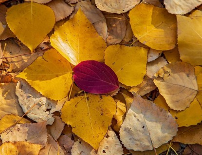 Bunter Laubhaufen am Boden mit gelben und roten Herbstblättern einer Pappel (Populus spec.) im