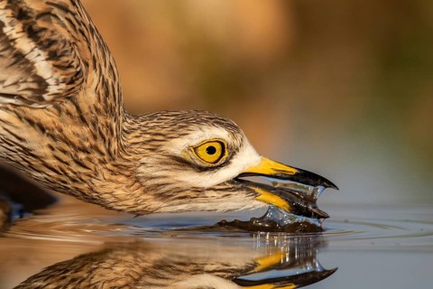 Eurasian Stone-curlew (Burhinus oedicnemus) drinking, Castile-La Mancha, Spain