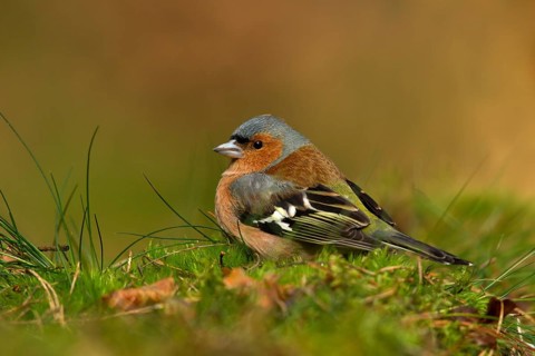 Common Chaffinch (Fringilla coelebs) male, Utrecht, Netherlands