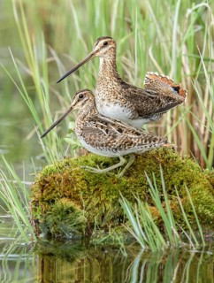 Wilson's Snipe (Gallinago delicata), British Columbia, Canada