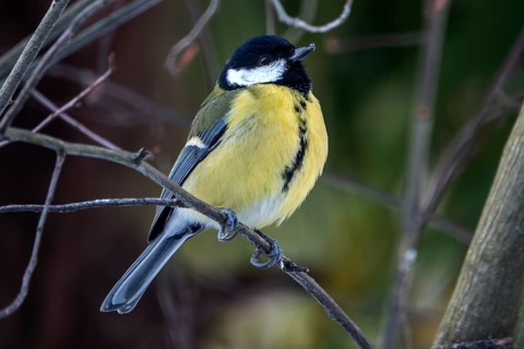 Great tit (Parus major), sitting on a branch, Baden-Württemberg, Germany