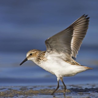 Little Stint (Calidris minuta)