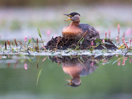 Red-necked Grebe (Podiceps grisegena) on nest, Mecklenburg-Western Pomerania, Germany