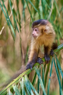 A curious looking capuchin monkey sits relaxed on a tree trunk, Capuchin monkey (Sapajus apella),
