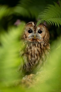 Tawny Owl (Strix aluco) captive, peeping through fern frond, Germany
