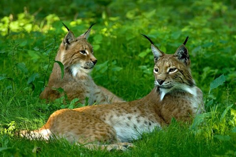 Two Eurasian lynxes (Lynx lynx), northern lynxes resting in green vegetation in the shady forest,