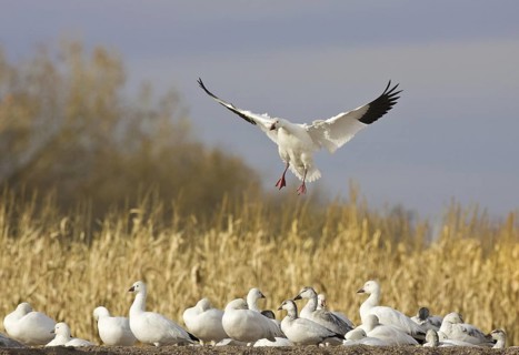Snow Goose (Anser caerulescens), New Mexico, USA