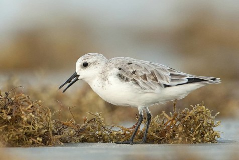 Sanderling (Calidris alba), Texas, USA