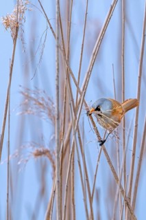 Bearded reedling, bearded tit (Panurus biarmicus) male collecting seed heads in beak as nesting