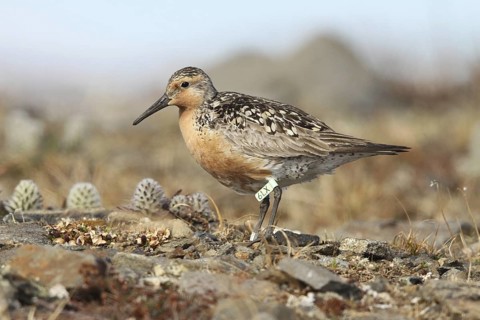 Red Knot (Calidris canutus roselaari) male, Alaska, USA