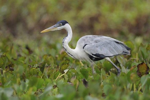 Cocoi Heron (Ardea cocoi), Pantanal, Brazil