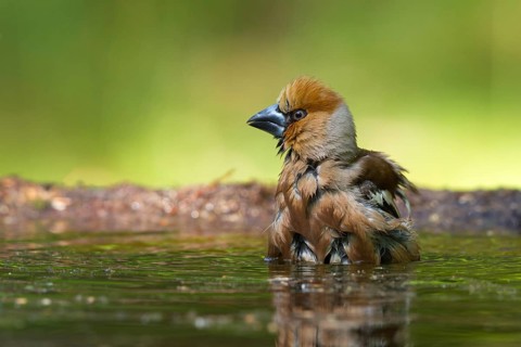 Hawfinch (Coccothraustes coccothraustes) bathing, male, Utrecht, Netherlands