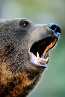 Brown bear with open mouth showing its impressive teeth, Eurasian brown bear (Ursus arctos arctos),