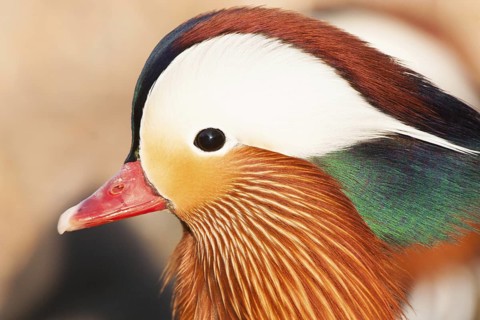 Mandarin Duck (Aix galericulata), Switzerland