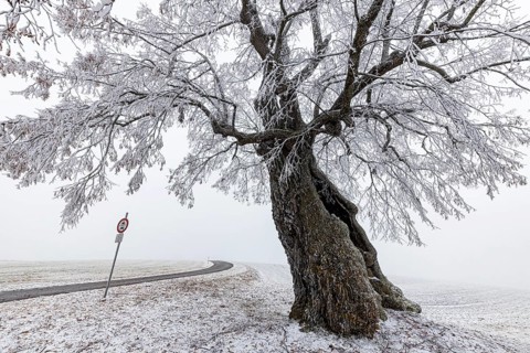 A distinctive linden tree with hoarfrost in the Swabian Jura. The Lindele natural monument in