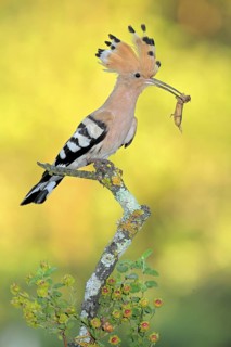 Eurasian Hoopoe (Upupa epops) male with European mole cricket (Gryllotalpa gryllotalpa) in beak,